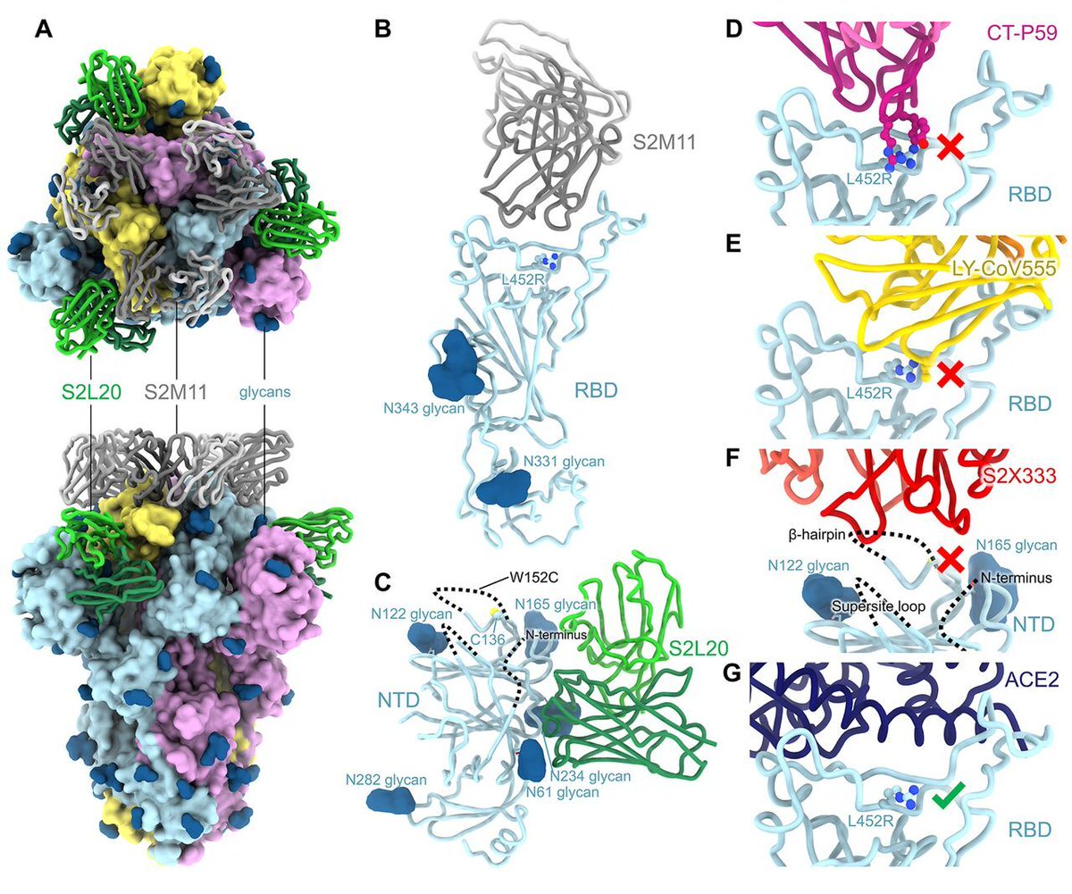 The epsilon variant of SARSCoV2, first detected California, carries three spike protein mutations that confer resistance to neutralizing antibodies generated by mRNA vaccines or by SARSCoV2 infection, according to new research in Science